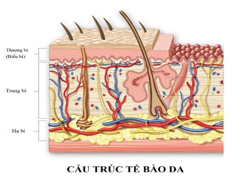 Quá trình tái tạo da là gì? Cách thúc đẩy quá trình tái tạo da hiệu quả 1