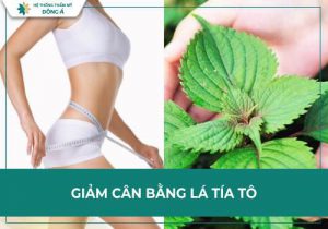 Giải đáp: Thực hư hiệu quả việc giảm cân bằng lá tía tô