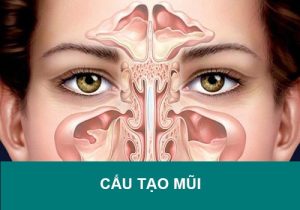 Cấu tạo của mũi người thế nào? Chức năng của các bộ phận mũi