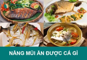 Nâng mũi ăn được cá gì? Nên ăn có đồng hay cá biển